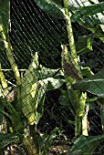 SWEETCORN LARK F1 HYBRID, ZEA MAYS RUGOSA,  PROTECTED FROM WOOD PIGEONS