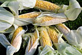 SWEETCORN LARK F1 HYBRID, ZEA MAYS RUGOSA