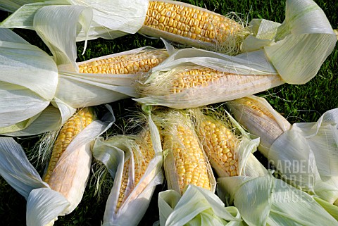 SWEETCORN_LARK_F1_HYBRID_ZEA_MAYS_RUGOSA