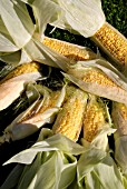 SWEETCORN LARK F1 HYBRID, ZEA MAYS RUGOSA