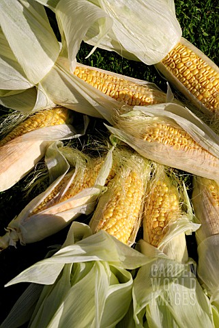 SWEETCORN_LARK_F1_HYBRID_ZEA_MAYS_RUGOSA