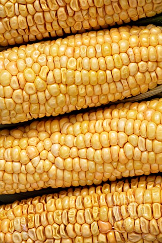 SWEETCORN_LARK_F1_HYBRID_ZEA_MAYS_RUGOSA