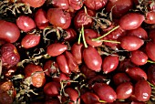 ROSE HIPS PICKED FOR SYRUP