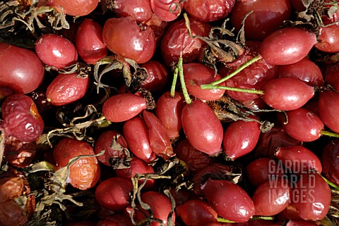 ROSE_HIPS_PICKED_FOR_SYRUP