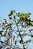 ROSA CANINA, DOG ROSE, HIPS