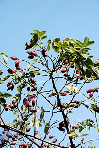 ROSA_CANINA_DOG_ROSE_HIPS