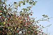 ROSA CANINA, DOG ROSE, HIPS