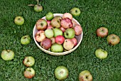 APPLES GATHERED TO MAKE CIDER