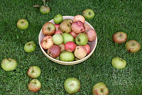 APPLES_GATHERED_TO_MAKE_CIDER