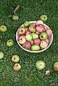 APPLES GATHERED TO MAKE CIDER