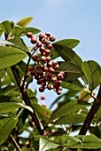 COTONEASTER GLAUCOPHYLLUS