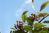 COTONEASTER GLAUCOPHYLLUS