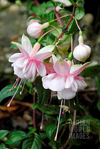 FUCHSIA_SOUTHGATE