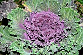 FLOWERING KALE, KAMONE RED