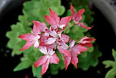 PELARGONIUM GERANIUM FIREWORKS SERIES