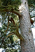 PINUS SYLVESTRIS, SCOTS PINE