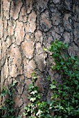 PINUS SYLVESTRIS, SCOTS PINE