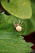 ORB WEB SPIDER ON VINE LEAF