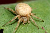 ORB WEB SPIDER ON VINE LEAF