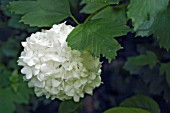 VIBURNUM OPULUS ROSEUM