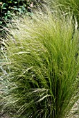 FESTUCA GAUTIERI