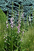 DIGITALIS, FOXGLOVE