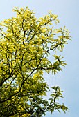 HONEY-LOCUST TREE SUNBURST