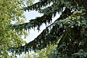 BLUE SPRUCE TREE, PICEA PUNGENS GLAUCA