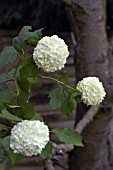 VIBURNUM OPULUS STERILE,  ROSEUM