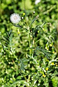 SENECIO VULGARIS, COMMON GROUNDSEL