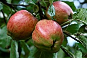 MALUS DOMESTICA, DUCHESS OF OLDENBURG APPLES