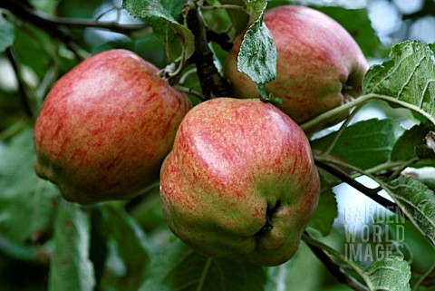 MALUS_DOMESTICA_DUCHESS_OF_OLDENBURG_APPLES