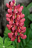 LUPINUS, PERENNIAL LUPIN, RUSSELL HYBRID