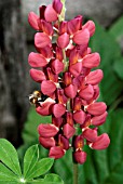 BUMBLE BEE ON LUPINUS, PERENNIAL LUPIN, RUSSELL HYBRID