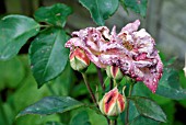 THRIPS DAMAGE TO ROSES