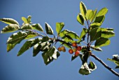 STELLA CHERRIES ON BRANCH