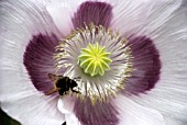 BUMBLE BEE ON PAPAVER SOMNIFERUM