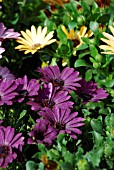 OSTEOSPERMUM