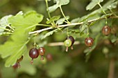 WORCESTER BERRIES
