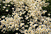 ANTHEMIS