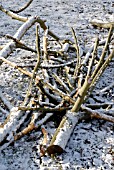 SAWN APPLE TREE BRANCHES