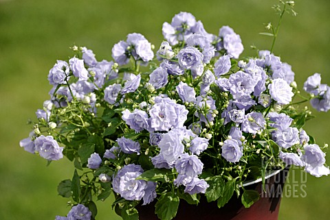 CAMPANULA_BALI