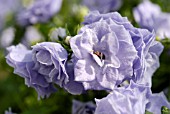 CAMPANULA BALI