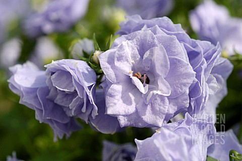 CAMPANULA_BALI