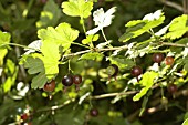 WORCESTER BERRIES