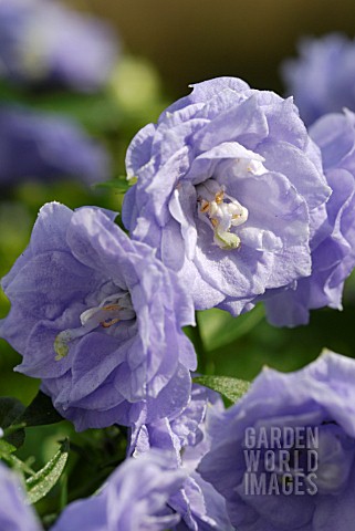 CAMPANULA_BALI