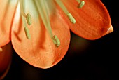 CLIVIA X CYRTANTHIFLORA, KAFFIR LILY