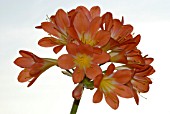 CLIVIA X CYRTANTHIFLORA, KAFFIR LILY