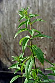 ALOYSIA TRIPHYLLA,  LEMON VERBENA,  HERB.