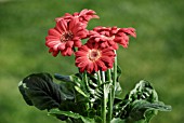 GERBERA JAMESONII